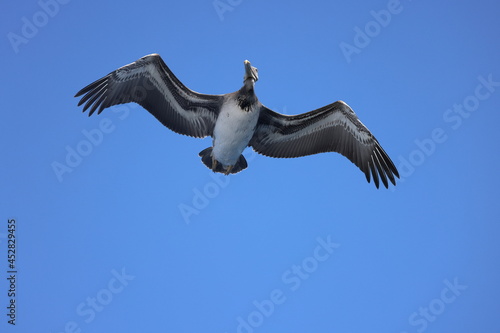 brown pelican in the sky
