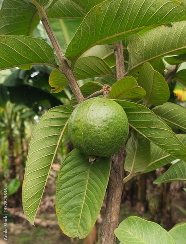 Fresh Pear, Gooseberry, guava, fruit