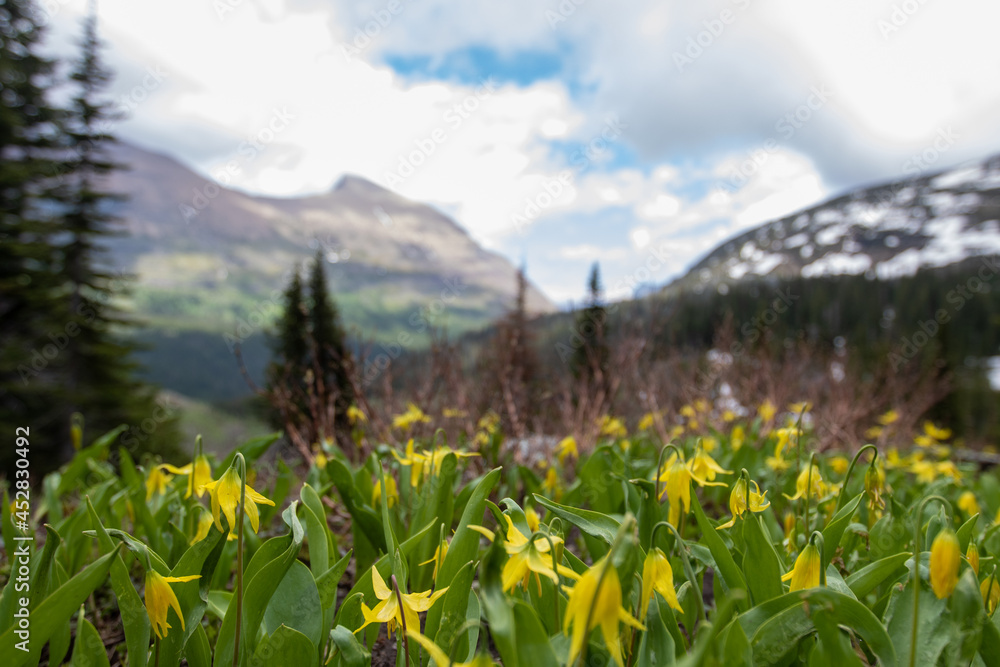 Wild Flowers in Glacier National Park, Montana National Park Landscape