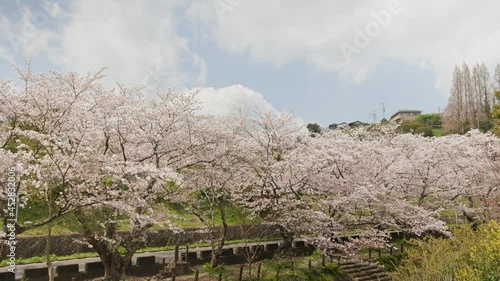 春に咲いた桜の木の景色