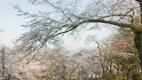 春に咲いた桜の木の景色