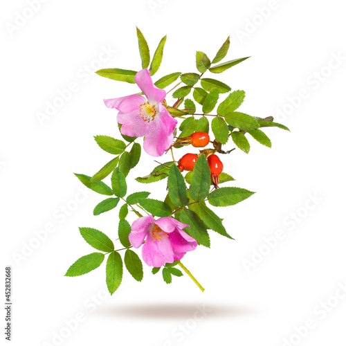 Rosehip with flowers and berries fly in air. Rosehip with green leaves isolated on white background.