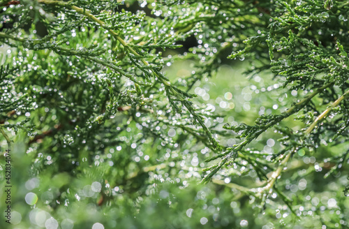 Texture  background  pattern of green branches of decorative coniferous evergreen juniper with rain drops. Bokeh with light reflection. Natural backdrop