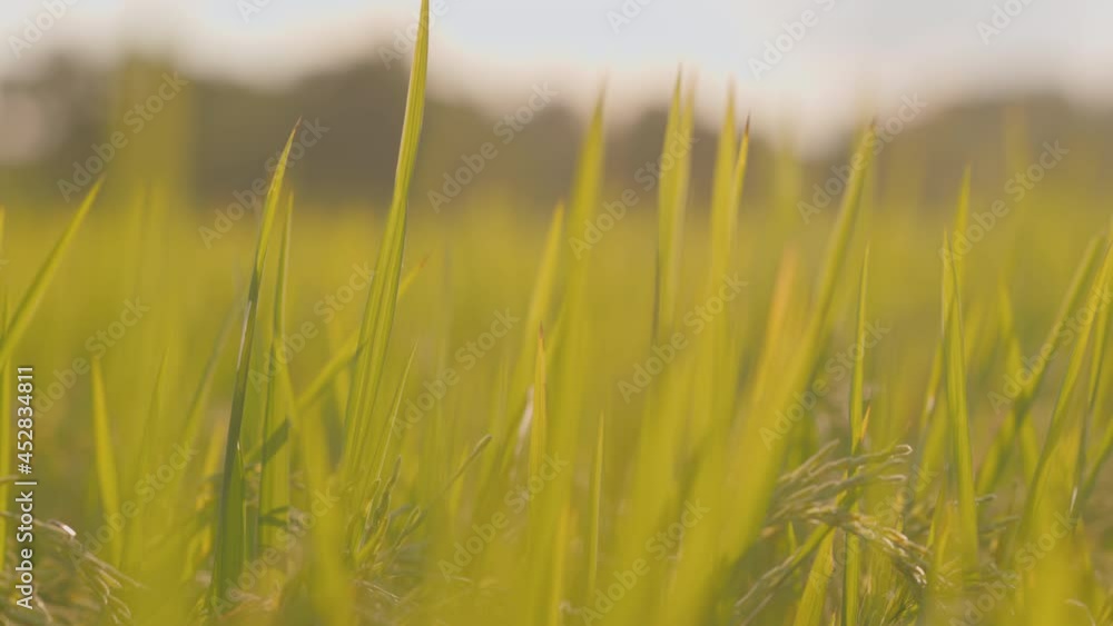 Rice in the fields winds concept. it vegetable for good health. 4k resolution. Rice in the fields winds concept. it vegetable for good health. 4k resolution.