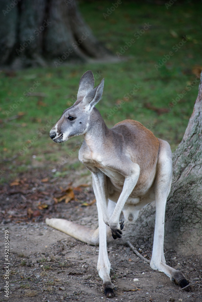 Portrait of kangaroo standing near tree in a zoologic park Portrait of kangaroo standing near tree in a zoologic park