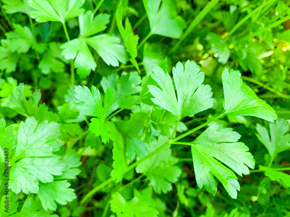 Green parsley fresh leaves macro texture, high resolution photo. Abstract vegetable background. Green parsley fresh leaves macro texture, high resolution photo. Abstract vegetable background.