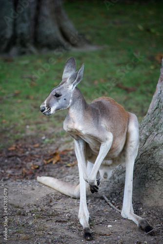 Portrait of kangaroo standing near tree in a zoologic park