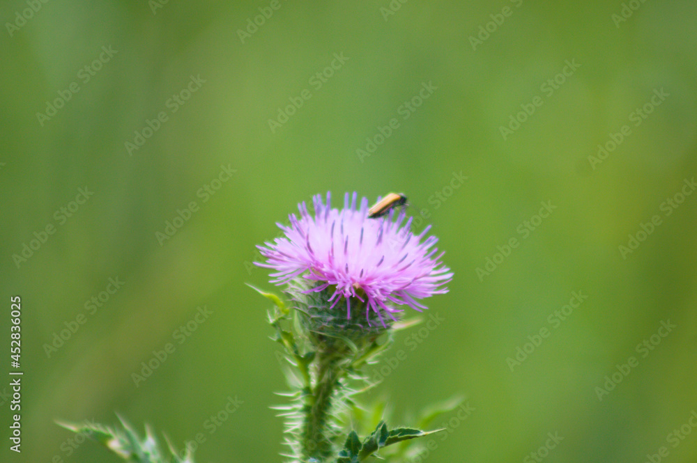 creeping thistle in bloom closeup view with focus on foreground creeping thistle in bloom closeup view with focus on foreground