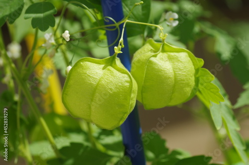 フウセンカズラの風船状の未熟果