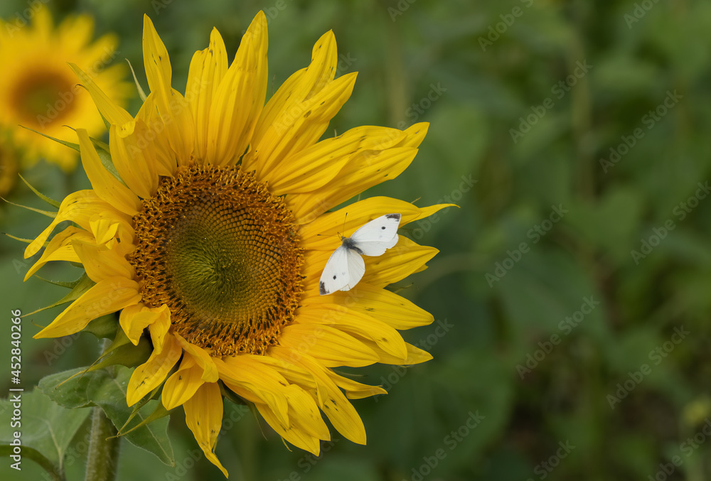 Sunflower field landscape. Sunflower background. Sunflower field landscape. Sunflower background.