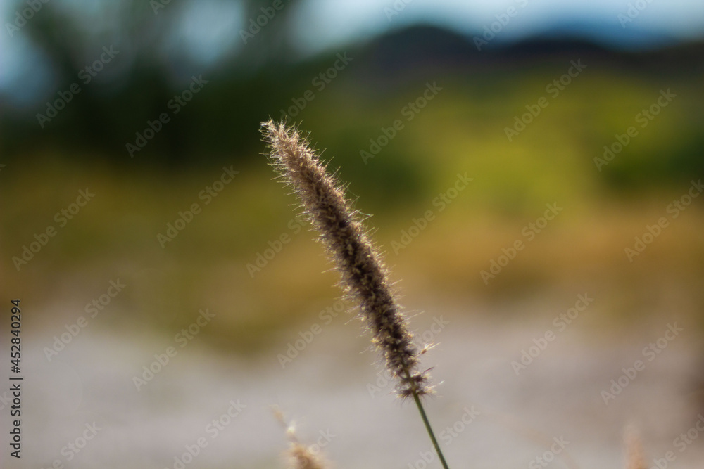 Detail of zacate buffel or zacare bufe, desert Detail of zacate buffel or zacare bufe, desert