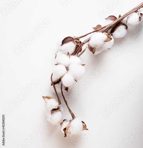 branch of a cotton plant