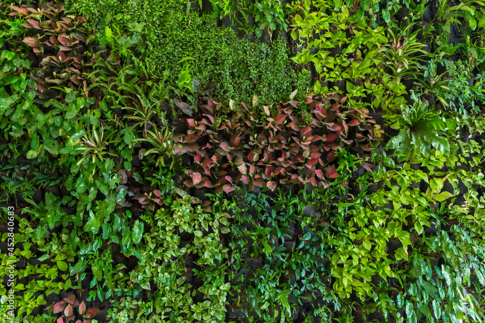 Herb wall, plant wall, natural green wallpaper and background. nature wall. Herb wall, plant wall, natural green wallpaper and background. nature wall.