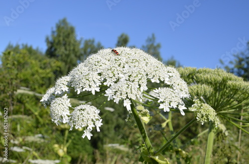 Poisonous plant cow parsnip Sosnowski. Cow parsnip blooms in summer. photo