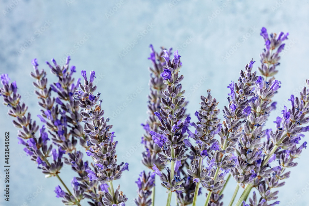 Obraz premium Lavender flowers on a blue background, many lavandula plants in bloom, aromatic herb