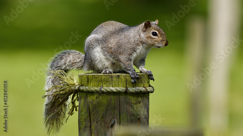 squirrel on a post