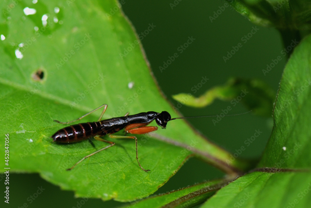 Naklejka premium mantis on a leaf