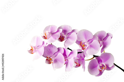 Pink orchid flowers isolated on white background. Beautiful and delicate orchid flowers