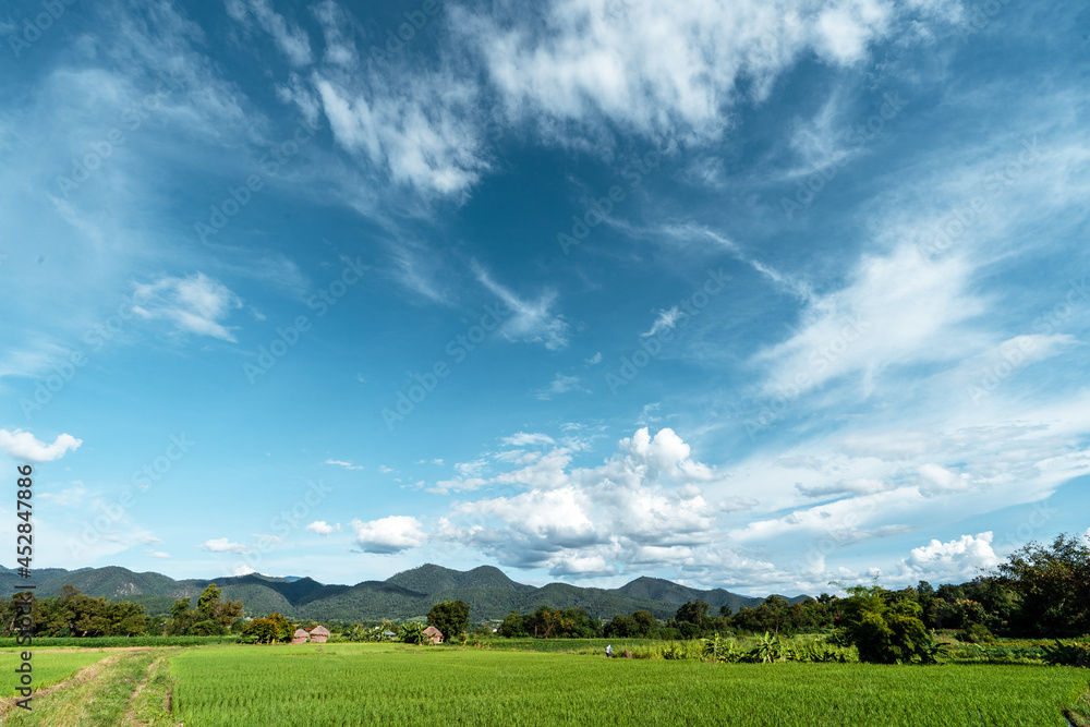 Rice field ,Aerial view of rice fields