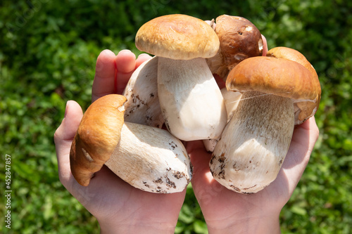 Woman holding a lot of fresh and raw Porcini, Boletus Edulis Saison in forest