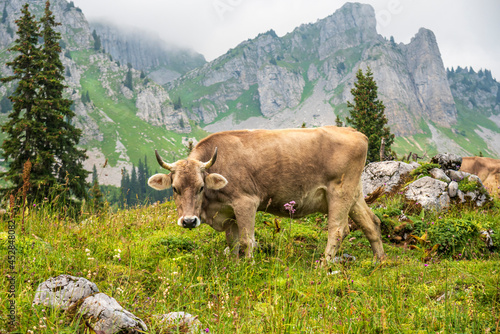 swiss brown cow up in the Glarus alps in Switzerland surrounded by mountain peaks and flowers © S J Lievano