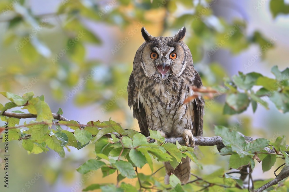 Wild European Long eared Owl Asio otus, sitting on branch. Wildlife scene from nature. Wild European Long eared Owl Asio otus, sitting on branch. Wildlife scene from nature.