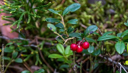 Wild Lingonberries in a Forest in Late Summer