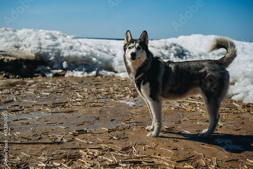 big husky dog on snowy beach of finland gulf. Protection of animals concept. Saint-petersburg, Russia photo