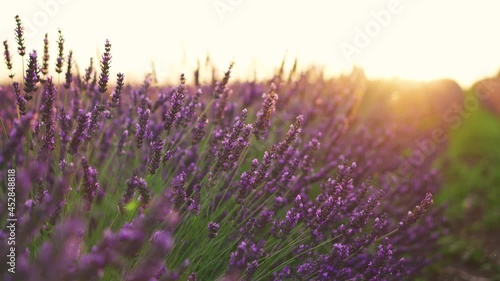 Beautiful blooming bunches of purple lavender flowers at sunset sun rays