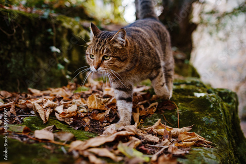 A Siberian tabby cat exploring the dark autumn forest. fairytale character of fall forest photo