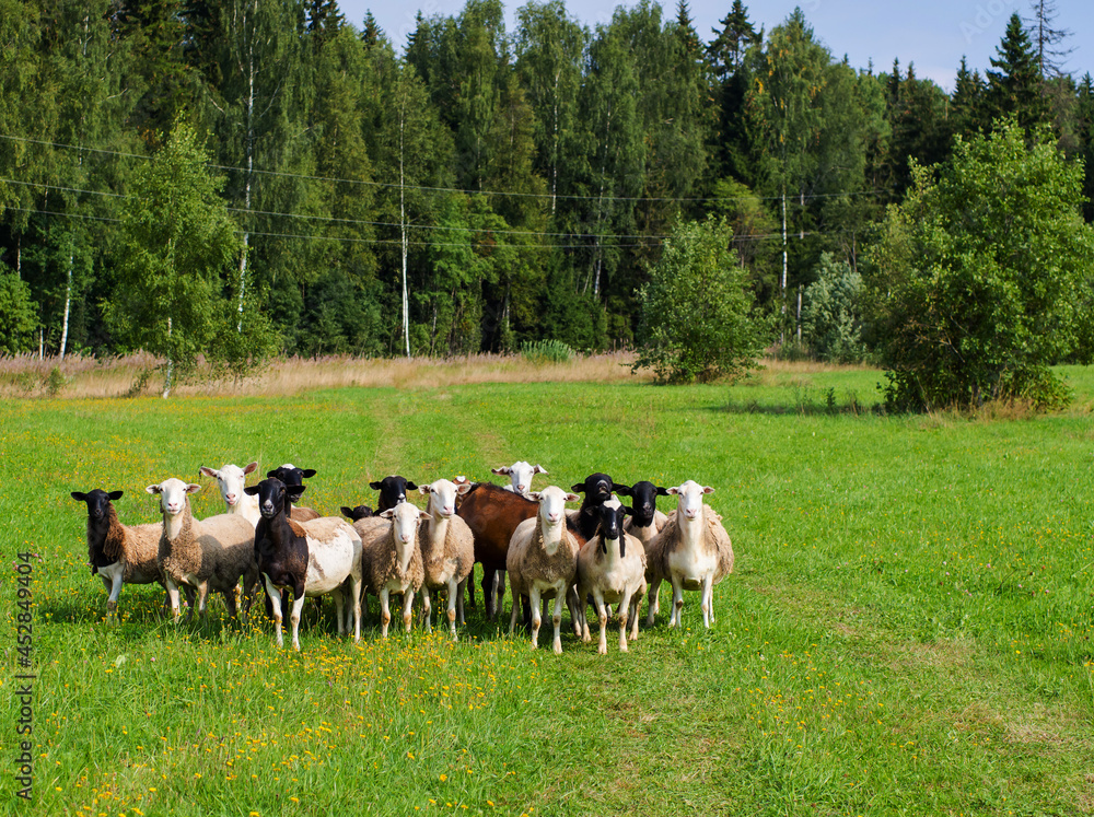 herd of goats and sheep in the meadow herd of goats and sheep in the meadow