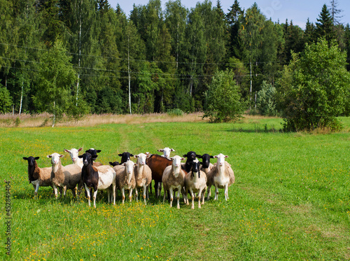 herd of goats and sheep in the meadow