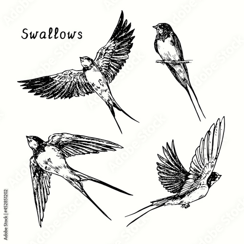 Hand drawn swallow bird flying collection. Ink black and white drawing  illustration