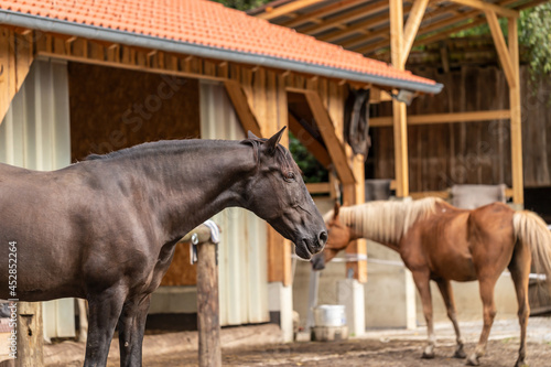 A black warmblood horse on a paddock in front of a free stall barn photo