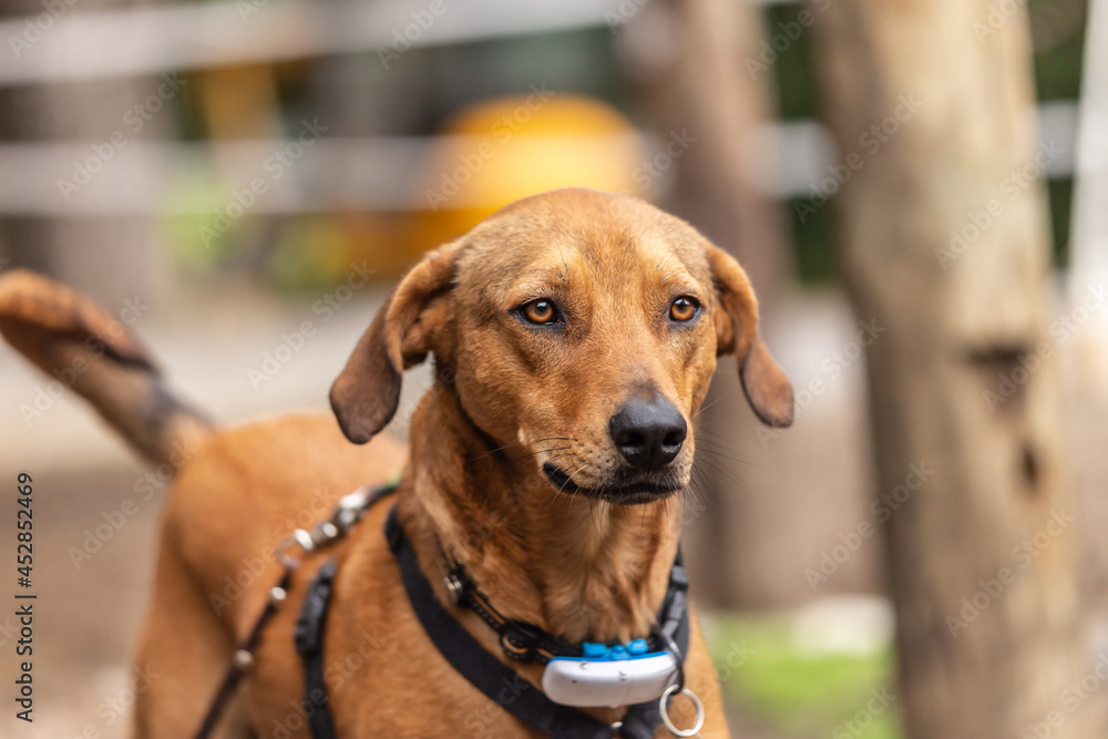 Portrait of a chestnut-brown short haired mongrel dog wearing a gps transponder