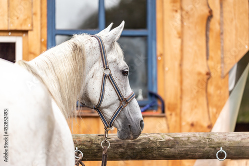 Portrait of a white arabian horse tied to a hitching post on a paddock