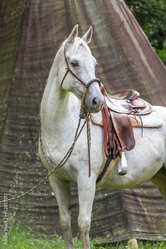 A white arabian horse with a bosal and a western saddle in front of a tipi photo