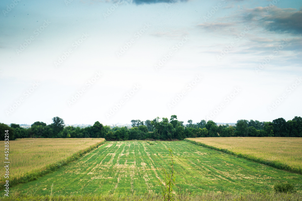 harvesting corn in the field