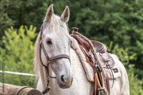 Portrait of a white arabian horse with a bosal and a western saddle; portrait of a bitted and saddled horse photo