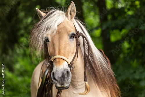 Close-up portrait of a norwegian fjord horse
