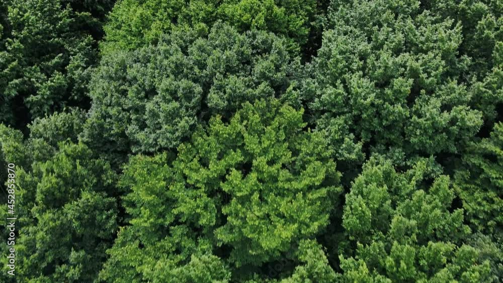 The wind shakes the green trees in the wild forest The wind shakes the green trees in the wild forest