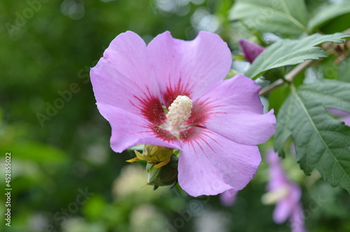 Polski kwiat hibiskus
