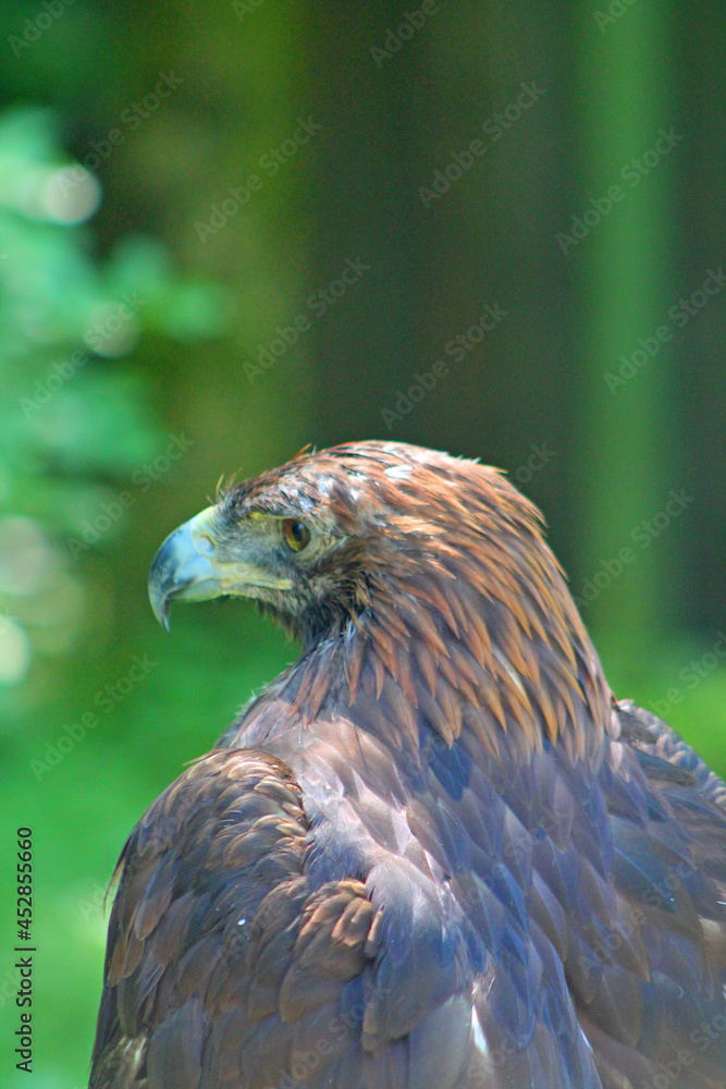 Adler Adler