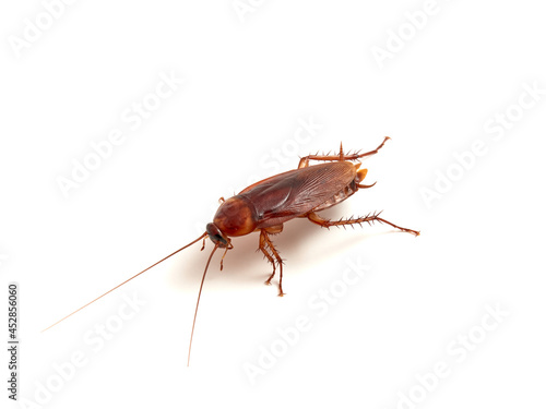American cockroach on a white background. Periplaneta americana.