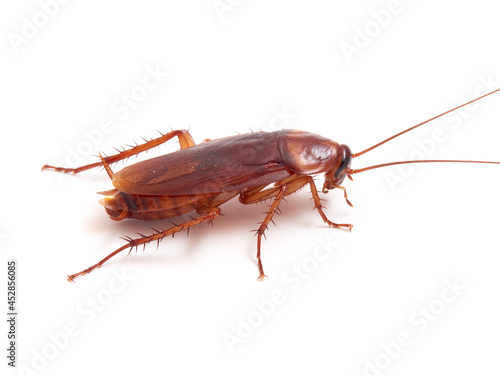 American cockroach on a white background. Periplaneta americana. © Macronatura.es