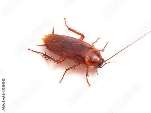 American cockroach on a white background. Periplaneta americana. © Macronatura.es