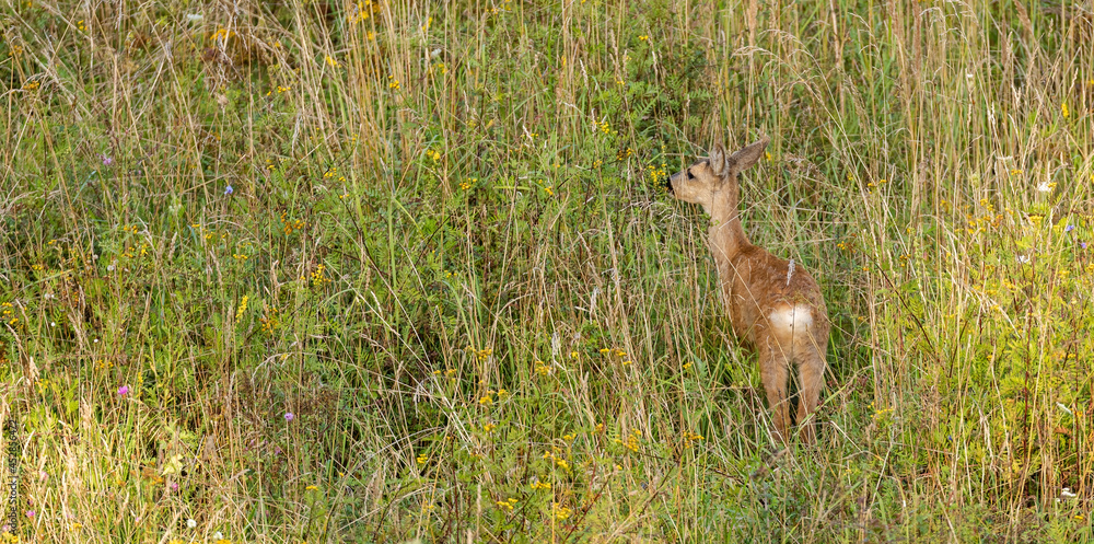 Young Roe Deer in high summer grass Young Roe Deer in high summer grass