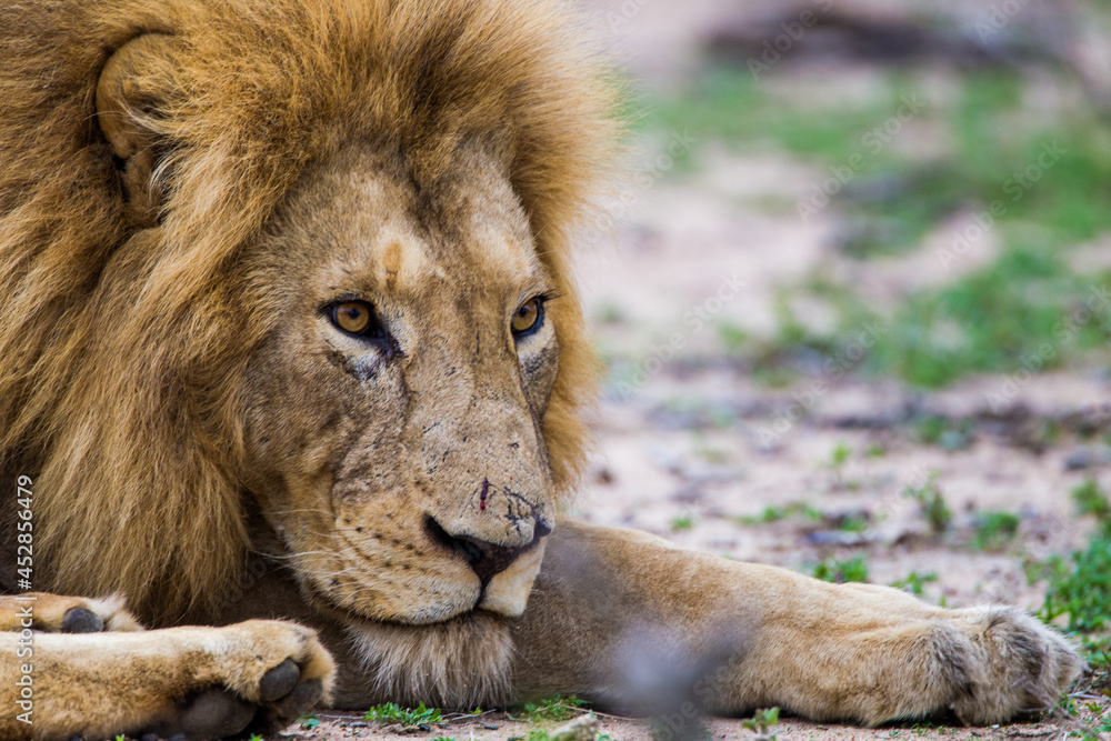 Naklejka premium African male lion sitting on the ground at the edge of a water hole in South Africa
