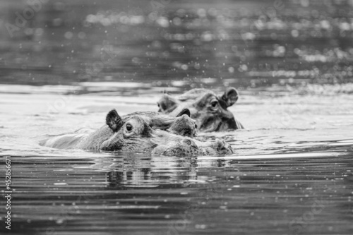 Female Hippopotamus surfaces to check it is safe to leave the water in the Kruger Park, South Africa