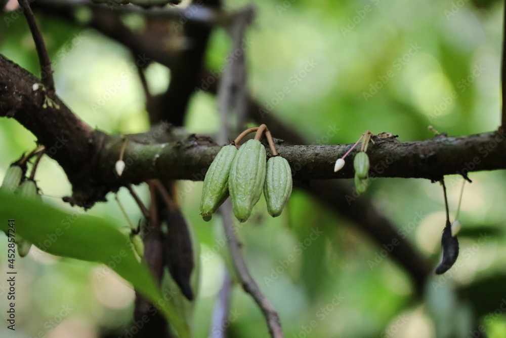 cocoa buds on the branch of the trees.